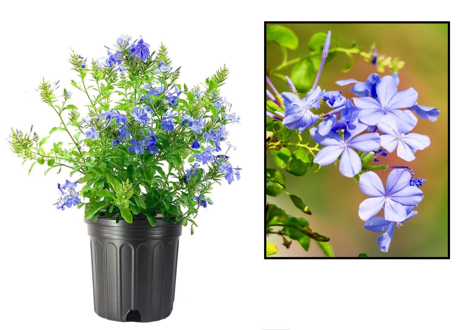 C&aacute;ch trồng c&acirc;y Hoa Thanh X&agrave;